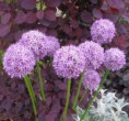 /album/variedades/allium-1-jpg1/
